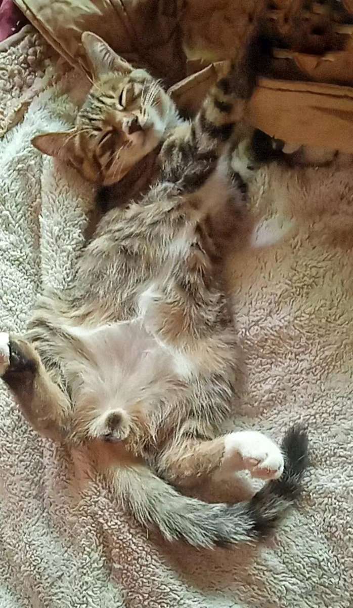 猫这种生物之所以使人迷恋，因为它有一种无论你是贫富贵贱，它都看不起你的气质。