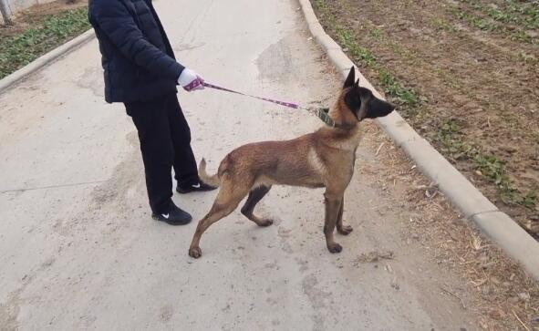 700块,不停推走狗贩子的马犬还是易了主,网友:可惜了,好狗没好命 700块,不停推走狗贩子的马犬还是易了主,网友:可惜了,好狗没好命