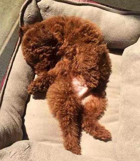 当心!泰迪犬出现这5个情况,证明它根本不把你放在眼里! 当心!泰迪犬出现这5个情况,证明它根本不把你放在眼里!