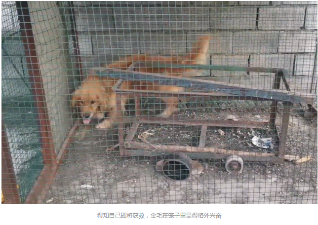 被卖到狗肉馆,还被狗贩子卖血的金毛,被小伙花2500救下后,重获新生满眼感激 被卖到狗肉馆,还被狗贩子卖血的金毛,被小伙花2500救下后,重获新生满眼感激