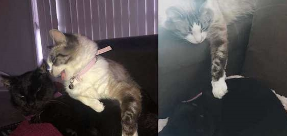 猫咪火化留一撮毛当卡片，它秒认出是同伴，让人瞬间泪崩……