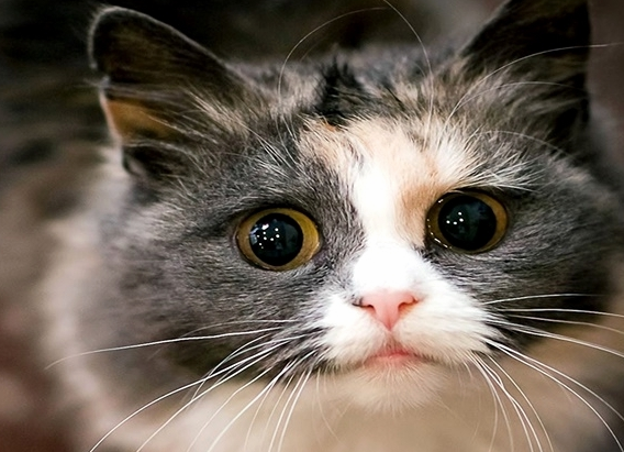 傲娇的猫咪犯错被教训时的三种表现，你它们喜欢哪一种？