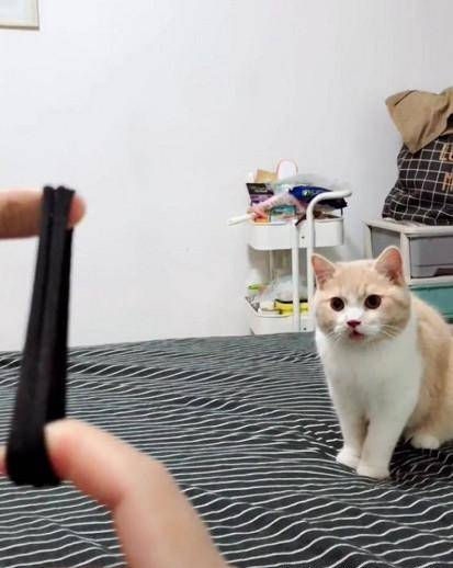猫咪喜欢捡东西,动作和狗狗类似,网友看了都无语 猫咪喜欢捡东西,动作和狗狗类似,网友看了都无语