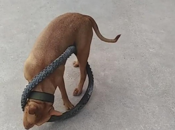 比特犬用自行车轮胎困住自己 网友：有点蠢