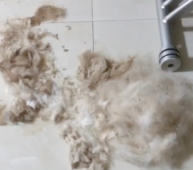 主人给拉布拉多剃毛,狗生气倚着墙生无可恋,狗:我不要面子的吗 主人给拉布拉多剃毛,狗生气倚着墙生无可恋,狗:我不要面子的吗