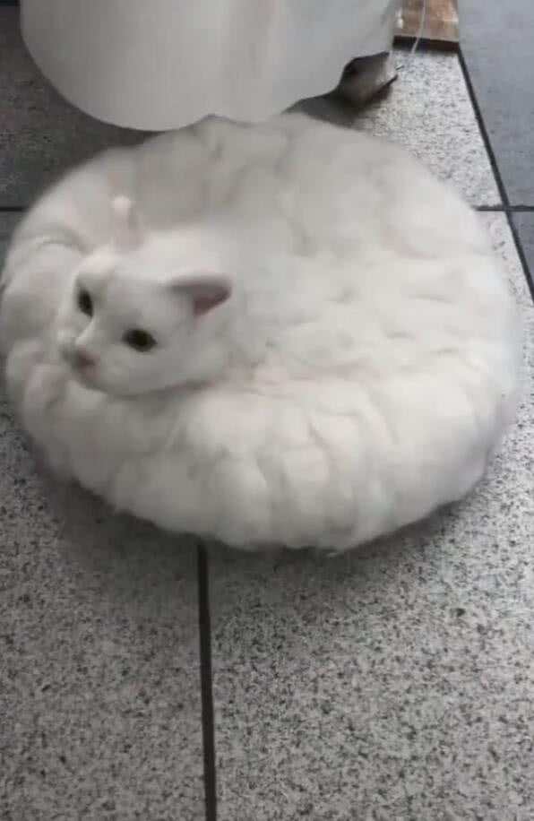 主人收集猫咪的毛发，加工成拖地猫，网友：差点就上当！