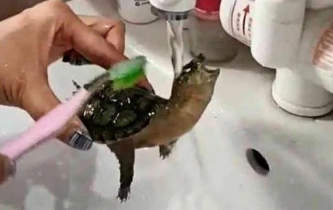 女子给乌龟洗澡，本来一脸好奇的乌龟，下一秒反应女子笑喷了
