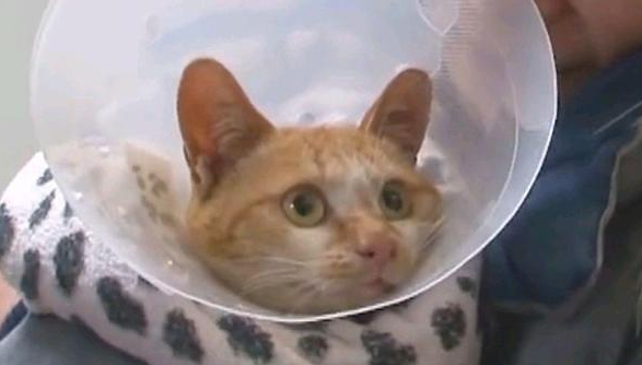 两只流浪猫相依为命，朋友已死，猫咪却不相信，独自在“哭泣”！