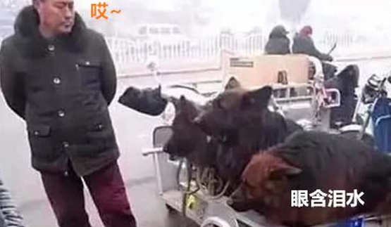 男子拉三只狼狗在集市出售,刚想上前大骂,男子:其实我也不舍 男子拉三只狼狗在集市出售,刚想上前大骂,男子:其实我也不舍