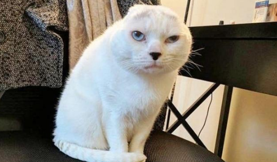 嫌小猫长得丑，随手扔进收容所，工作人员看到猫模样，都呆住了！ 