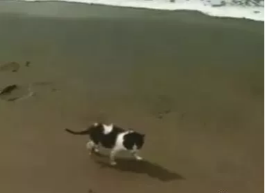 在海滩发现一只小猫,女子和它打了个招呼,猫咪就跟回家了 在海滩发现一只小猫,女子和它打了个招呼,猫咪就跟回家了