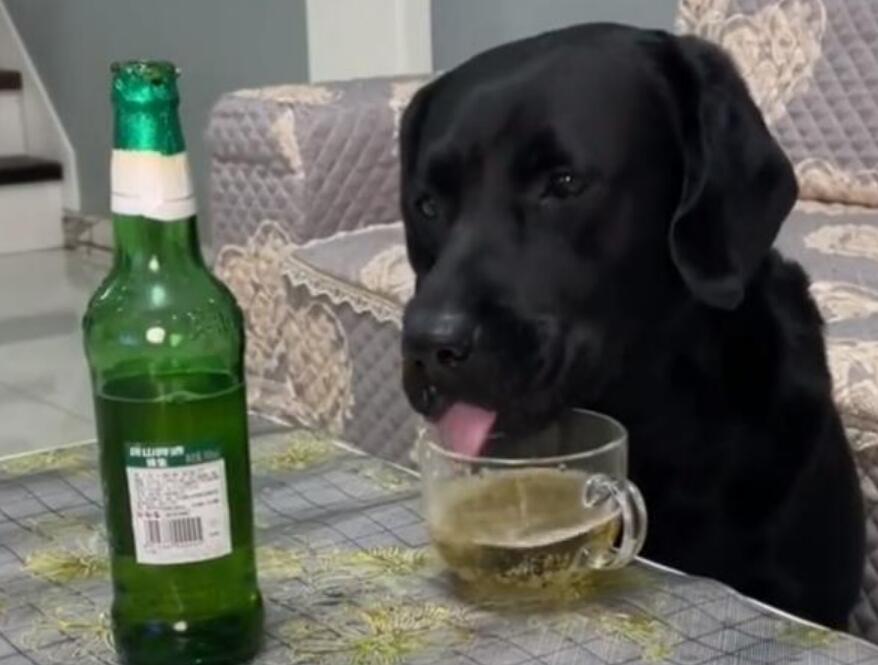 河北一宠物狗偷喝主人的啤酒，喝完酒的反应让人大赞“酒品好”