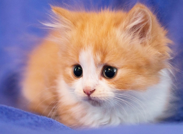 猫为什么有招财的说法 | 很多店里都摆放一个招财猫，为什么会有招财猫的说法呢？