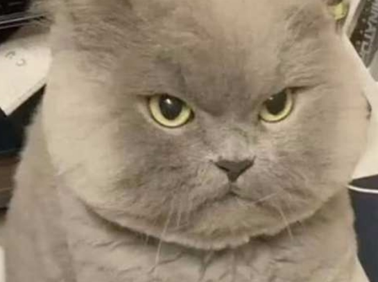 主人无聊去逗蓝猫，却不小心惹怒了它，满脸气愤却把人萌出血