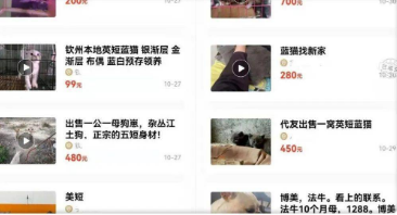 小心被“萌”骗！网上买宠物，结果......
