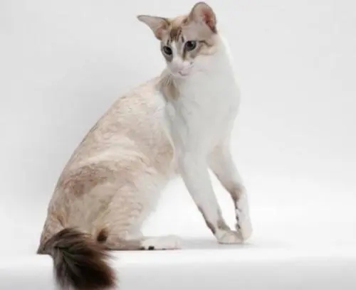 细瘦的猫是什么品种 | 巴厘猫能长多大 它的体型比较纤细