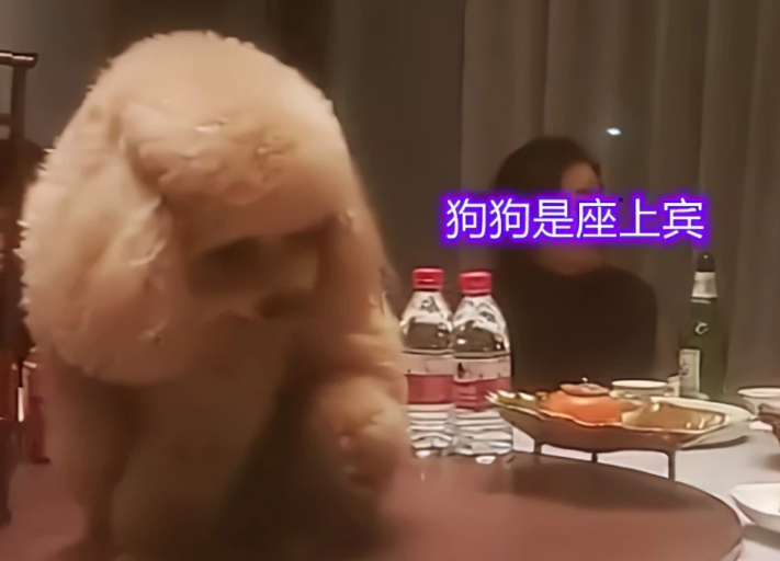 给狗狗庆生?巨型贵宾犬坐在饭桌中间吃菜,一大家子人陪着胡闹 给狗狗庆生?巨型贵宾犬坐在饭桌中间吃菜,一大家子人陪着胡闹