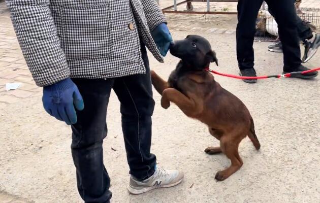 被卖的小马犬依依不舍,多次回头寻找原主人,网友:这就是狗狗们的忠诚 被卖的小马犬依依不舍,多次回头寻找原主人,网友:这就是狗狗们的忠诚