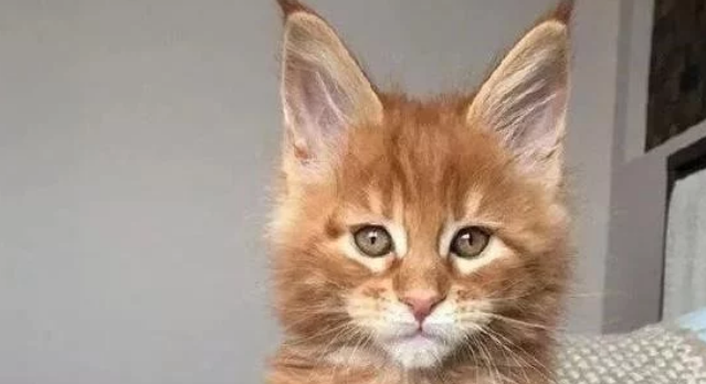 男子捡了一只小橘猫,长相越来越霸气和一位男明星撞脸了 男子捡了一只小橘猫,长相越来越霸气和一位男明星撞脸了