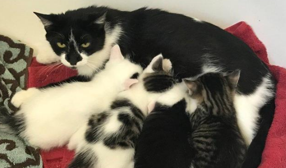 小猫被人类给拐走,猫妈气愤出走!一年后,它还是主动回来了! 小猫被人类给拐走,猫妈气愤出走!一年后,它还是主动回来了!