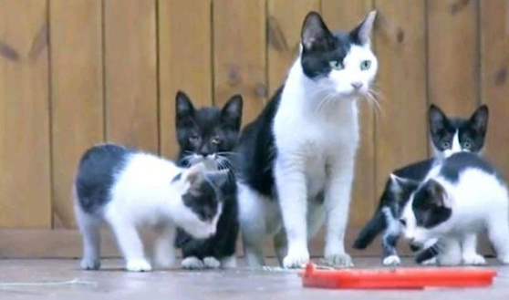 貓媽帶5隻小貓上幼兒園，人類卻拿出貓籠子：孩子想上學太難了！ 