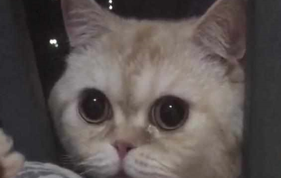 主人怀孕前被迫卖掉猫咪，一年后再相遇，猫咪的反应让她心酸落泪