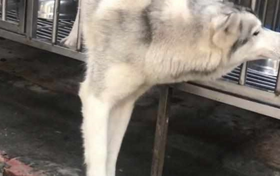 小伙养了“狼血哈士奇”，半年后越来越不对劲，骚操作令人笑岔气