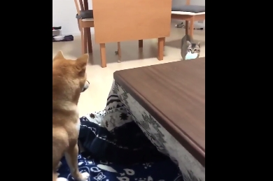 主人训练柴犬捡玩具，结果猫咪玩的不亦乐乎，狗狗则一脸茫然