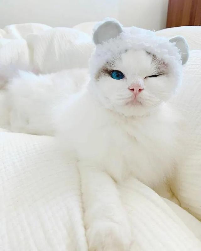 爱泡澡的猫咪，不但自己喜欢，还让兄弟姐妹们也喜欢上了洗澡