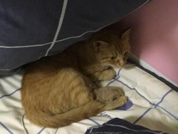 床单被猫咪弄脏了，主人正要发火，翻开一看却不忍心了