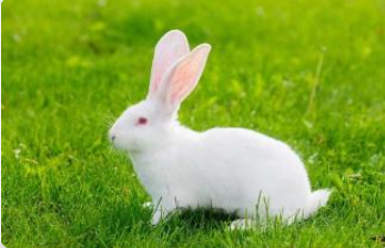 世界上最能吃的宠物兔 | 英国巨型宠物兔子比狗还大只，都是因为太贪吃！