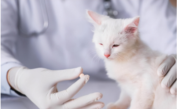 猫咪生病了怎么办？这几种疾病在家治疗比去宠物医院靠谱