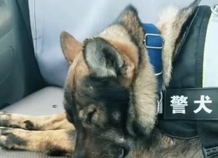 一只小警犬雪地执行任务,冻得直缩脚,网友看了心疼:太勇敢了 一只小警犬雪地执行任务,冻得直缩脚,网友看了心疼:太勇敢了
