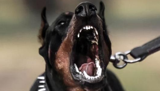 恶犬咬死8岁男童，悲剧原本可以避免