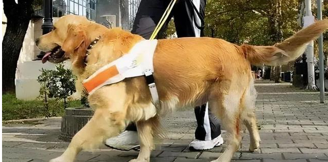 社区禁止养狗引质疑_郑州一社区全面禁止养狗，可谓人人喊打，是王新刚把养狗逼上绝路