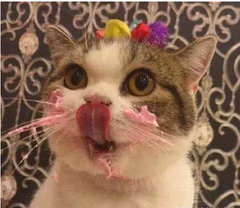 猫咪惹事被主人丢到床上，摆出这个动作后，主人吓得没脾气！ 
