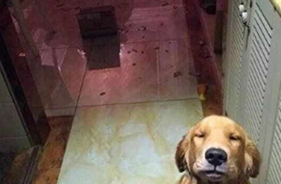 主人骗爱犬去绝育,狗狗怀着怒意拆家,铲屎官怒斥后还偷笑不止! 主人骗爱犬去绝育,狗狗怀着怒意拆家,铲屎官怒斥后还偷笑不止!
