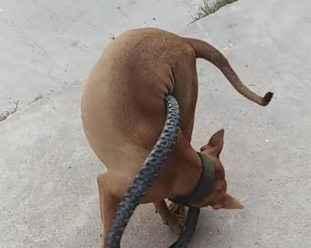 比特犬用自行车轮胎困住自己 网友：有点蠢