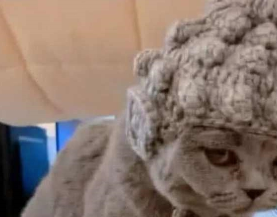 出差前将猫咪交给老妈,回来接猫时傻眼了:这发型真像“佛祖” 出差前将猫咪交给老妈,回来接猫时傻眼了:这发型真像“佛祖”
