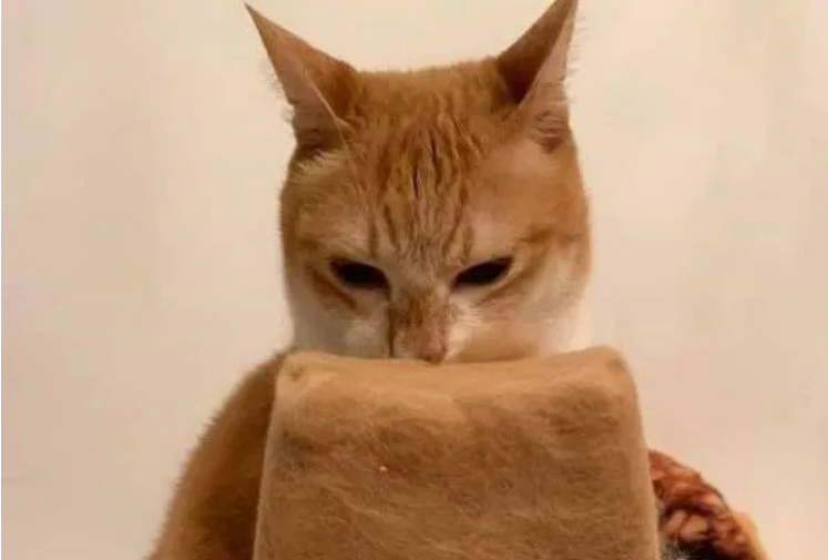 小姐姐连续五年薅自家猫咪的毛，做成一个“枕头”，猫人干事