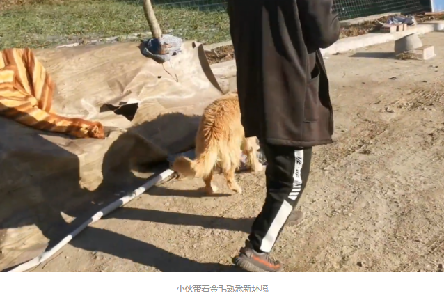 被卖到狗肉馆,还被狗贩子卖血的金毛,被小伙花2500救下后,重获新生满眼感激 被卖到狗肉馆,还被狗贩子卖血的金毛,被小伙花2500救下后,重获新生满眼感激