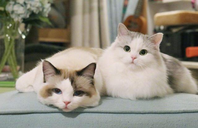 年轻人催热“猫咪经济”，吸猫成瘾，养猫“致贫”？