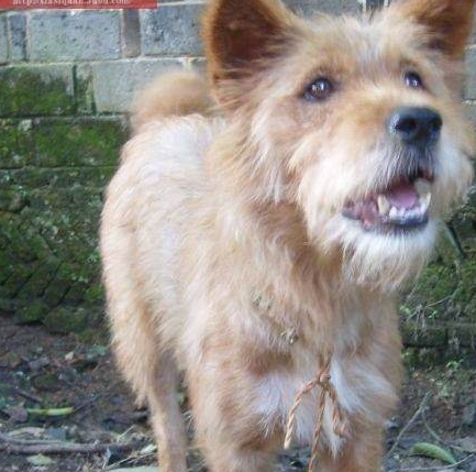 它是我国本土优秀猎犬,与下司犬同宗,如今濒临灭绝遍寻不到 它是我国本土优秀猎犬,与下司犬同宗,如今濒临灭绝遍寻不到