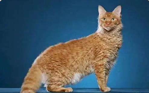 各种猫咪的祖先，你都知道是谁吗？