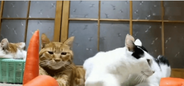 主人：谁的萝卜最后倒下来，今晚加鸡腿！猫咪：好勒，咱来比一比 
