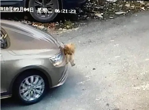 撞死宠物扣分 | 开车撞死野猫要暂扣驾照？交警：调查取证需要