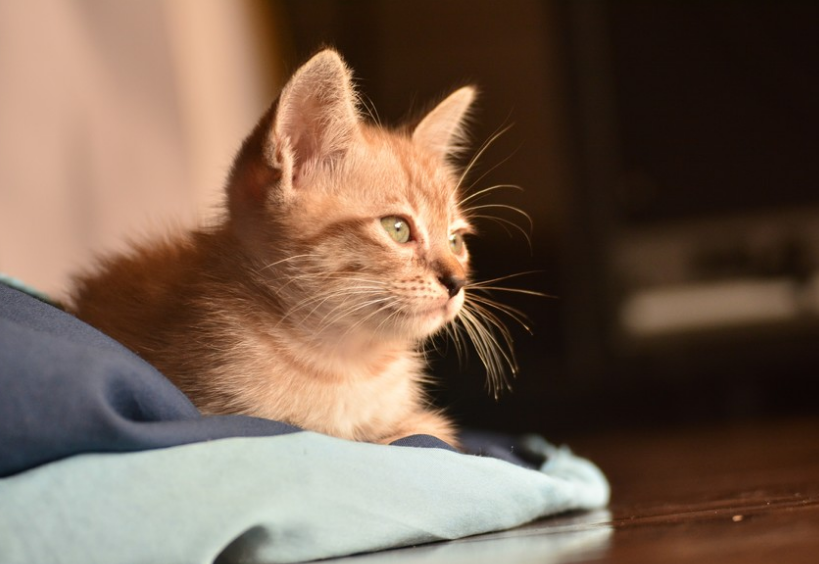 猫死了另一只 | 1只猫咪去世了很久了 可另1只却一直守在它的身旁！看完感动了