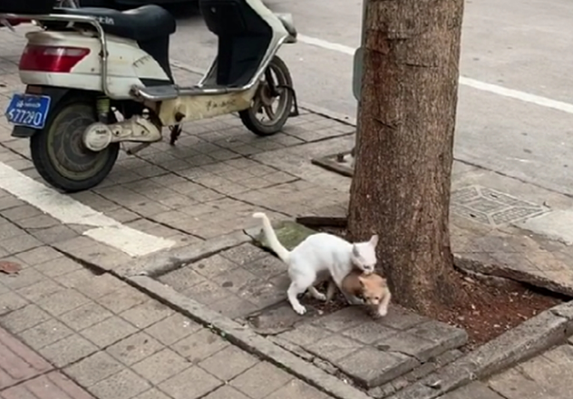白猫带猫崽学爬树，猫崽惧怕险些坠落，白猫的举动暖心了……