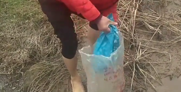 被套两个袋子的流浪狗，在冰冷的水里不停哀嚎，狗狗：我好冷，请帮帮我 