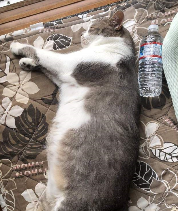 巨猫对比大会，在小胖猫们面前，500毫升饮料简直像迷你瓶